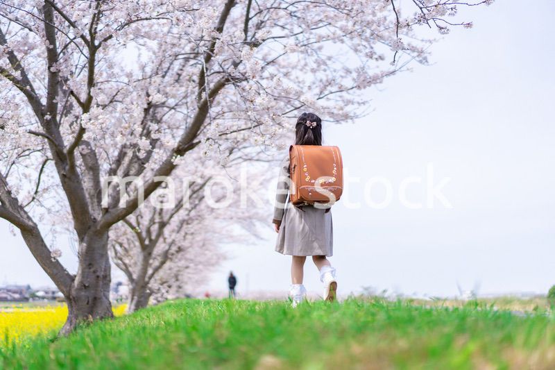 桜並木を歩くランドセルを背負った女の子