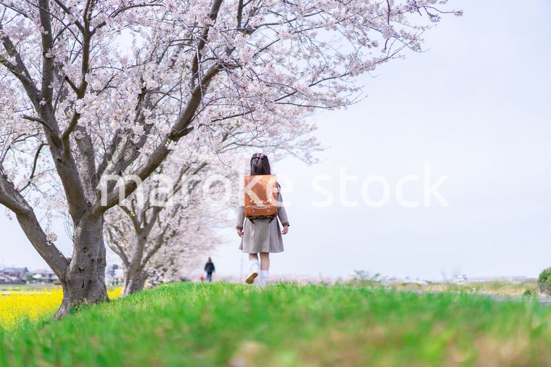 桜並木を歩くランドセルを背負った女の子