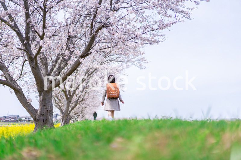 桜並木を歩くランドセルを背負った女の子