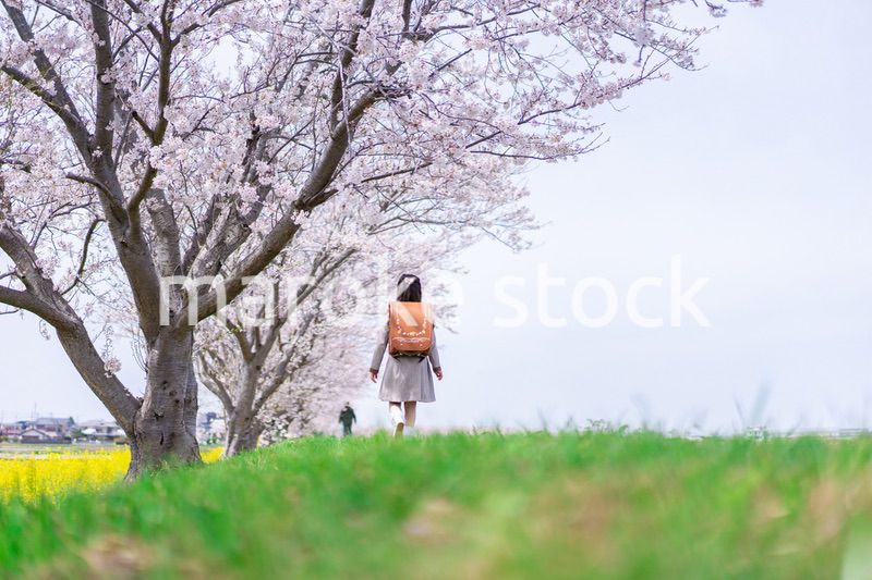桜並木を歩くランドセルを背負った女の子