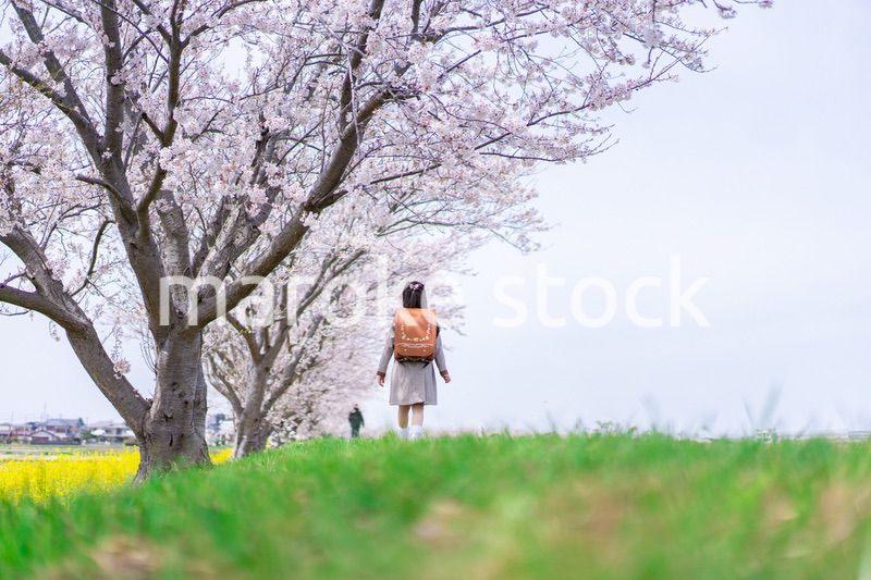 桜並木を歩くランドセルを背負った女の子