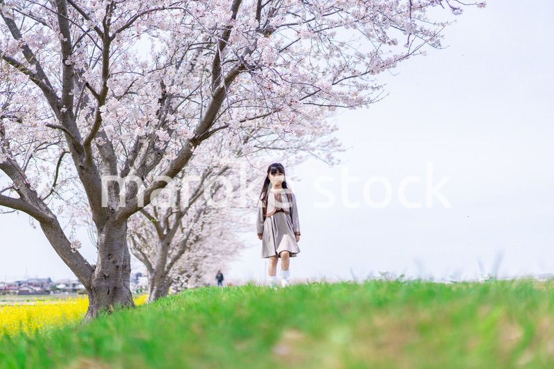 桜並木を歩くランドセルを背負った女の子