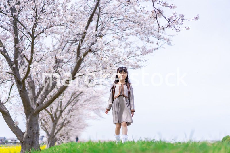 桜並木を歩くランドセルを背負った女の子