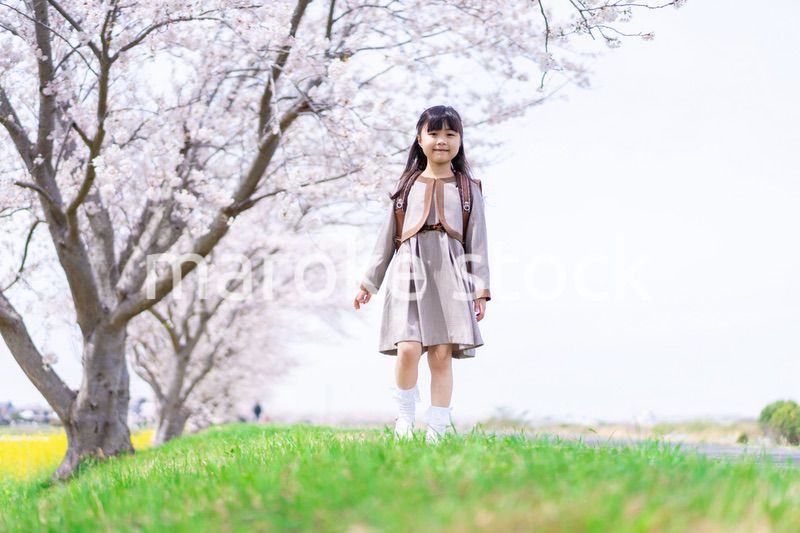 桜並木を歩くランドセルを背負った女の子