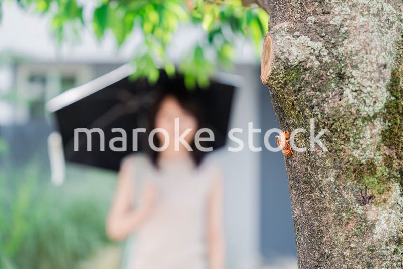 セミの抜け殻・真夏イメージ