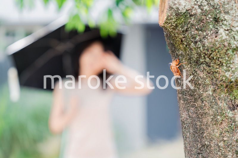セミの抜け殻・真夏イメージ