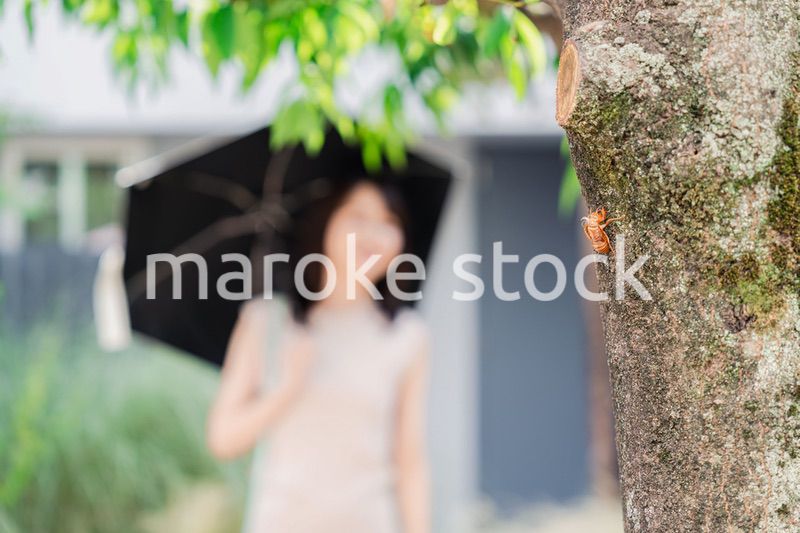 セミの抜け殻・真夏イメージ