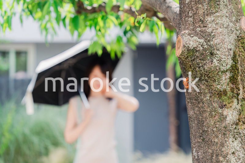 セミの抜け殻・真夏イメージ