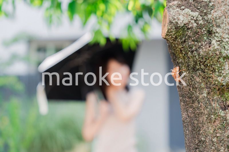セミの抜け殻・真夏イメージ