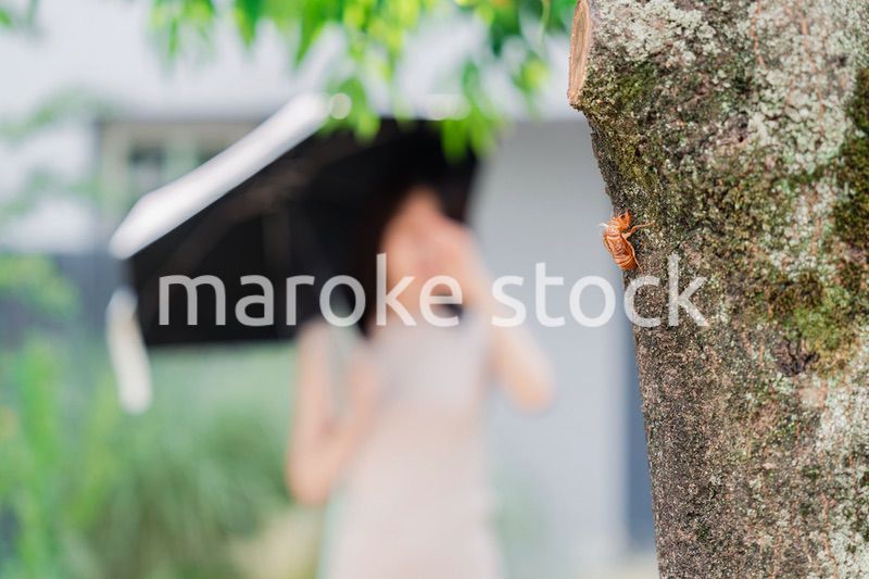 セミの抜け殻・真夏イメージ