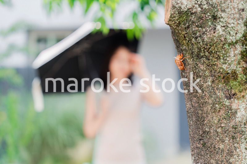 セミの抜け殻・真夏イメージ
