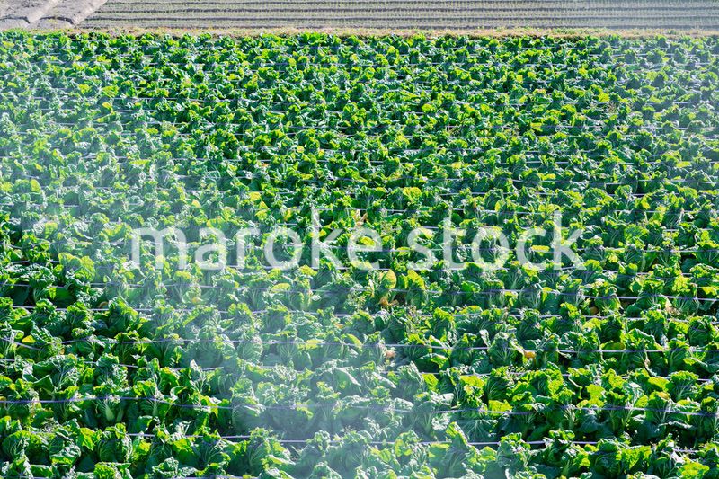 畑で大きく育つハクサイ