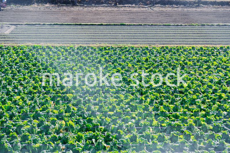 畑で大きく育つハクサイ