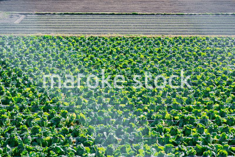 畑で大きく育つハクサイ