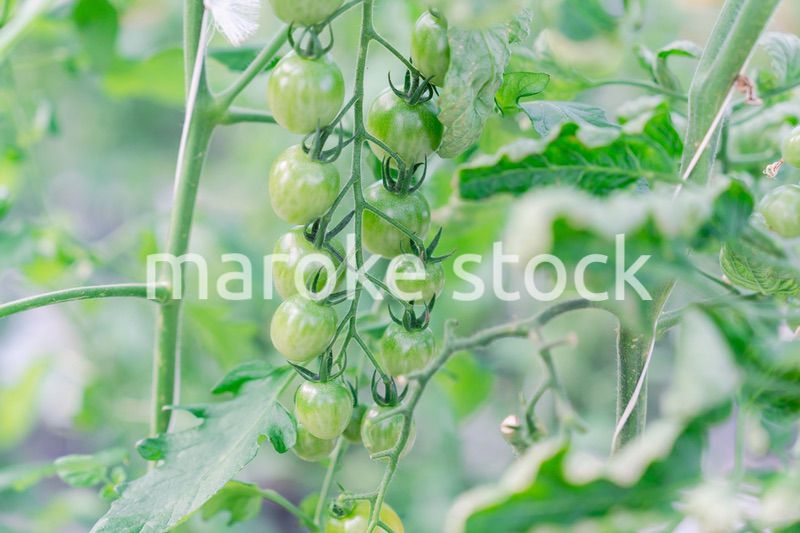 畑で育つトマト