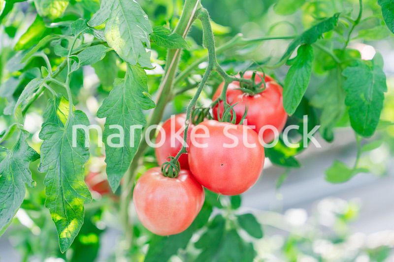 畑で育つトマト