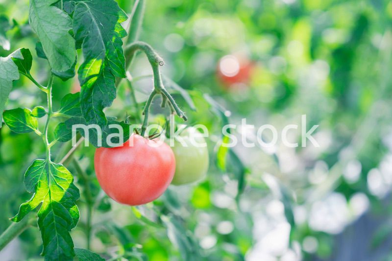 畑で育つトマト