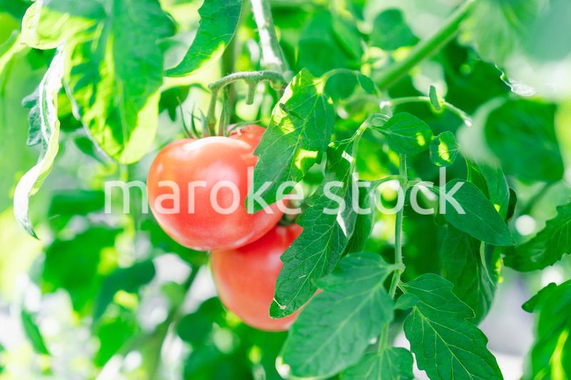 畑で育つトマト