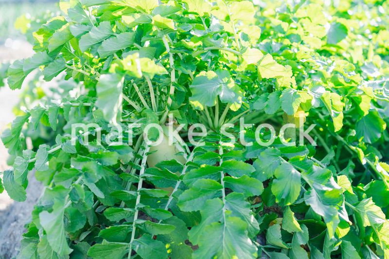 畑で大きく育つダイコン