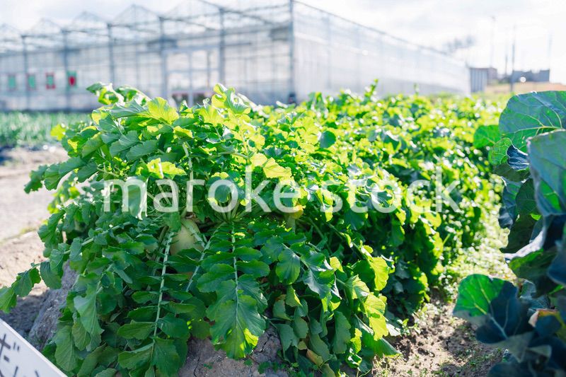 畑で大きく育つダイコン