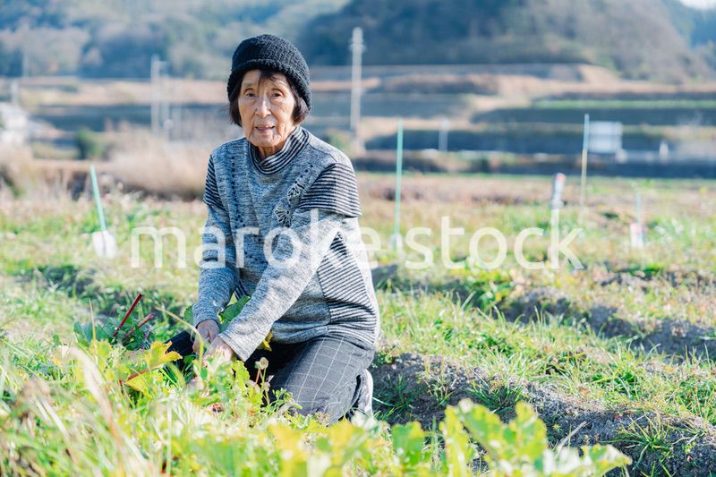 畑で野菜を収穫する高齢の女性