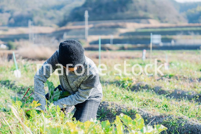畑で野菜を収穫する高齢の女性