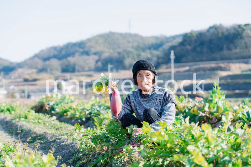畑で野菜を持つ高齢の女性
