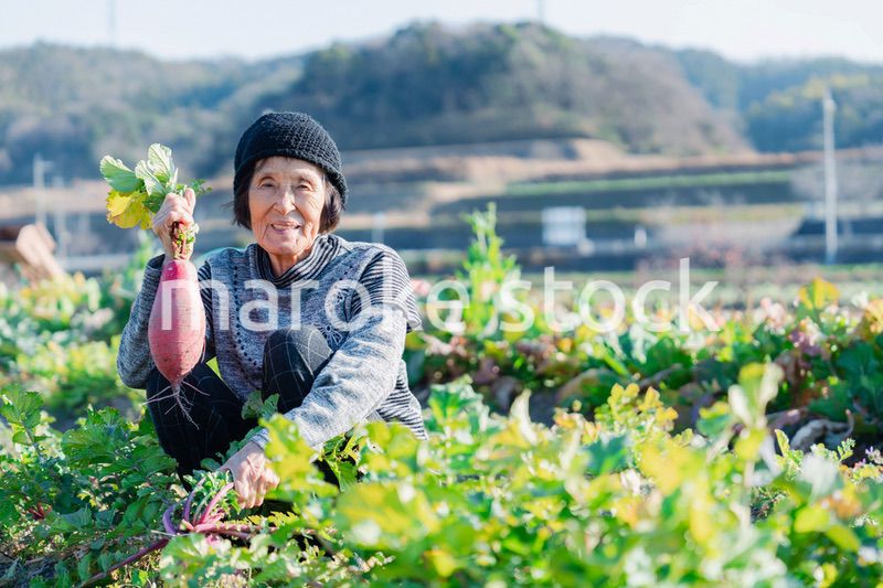 畑で野菜を持つ高齢の女性