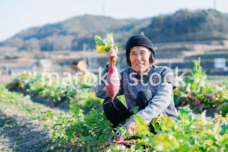 畑で野菜を持つ高齢の女性