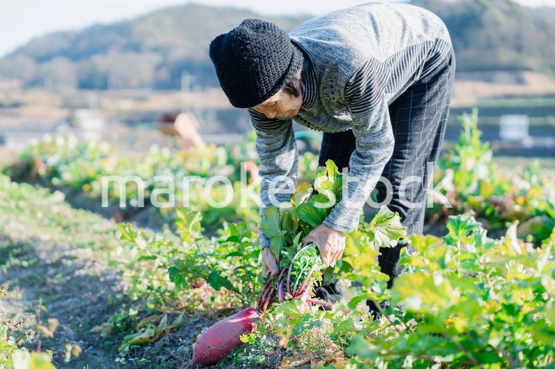 畑で野菜を収穫する高齢の女性