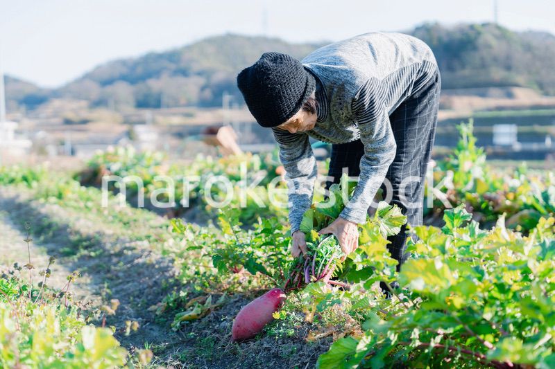 畑で野菜を収穫する高齢の女性