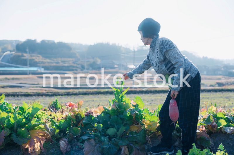 畑で野菜を収穫する高齢の女性