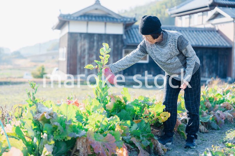 畑で野菜を収穫する高齢の女性