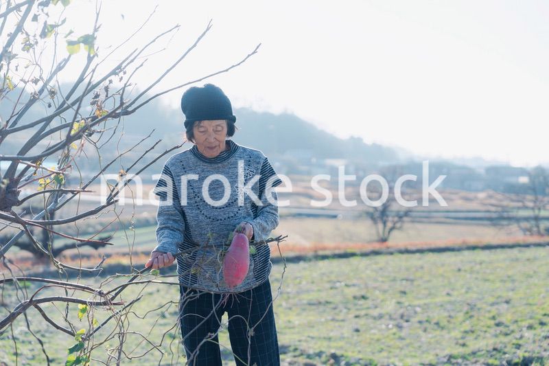 畑で野菜を持つ高齢の女性
