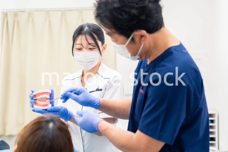 歯の模型を使って歯科治療の説明をする歯医者