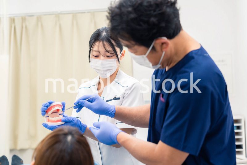 歯の模型を使って歯科治療の説明をする歯医者