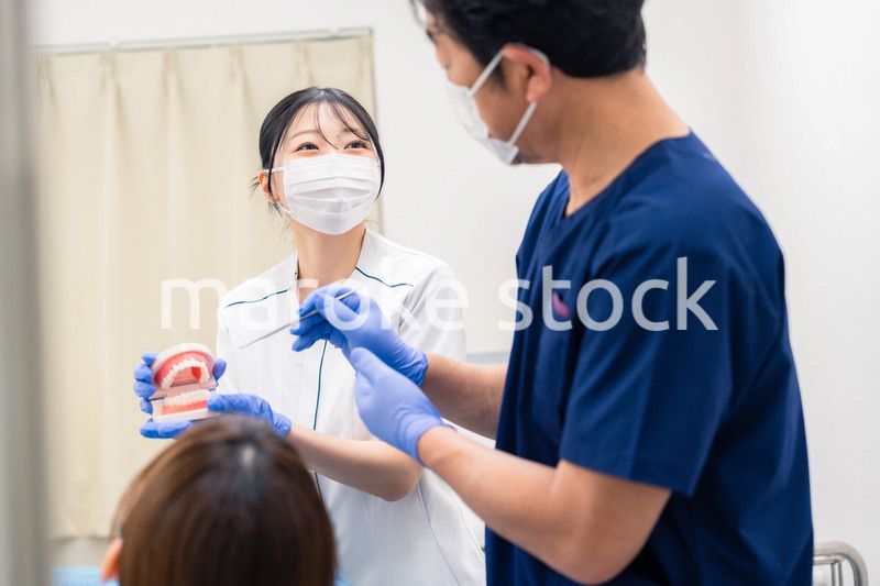 歯の模型を使って歯科治療の説明をする歯医者