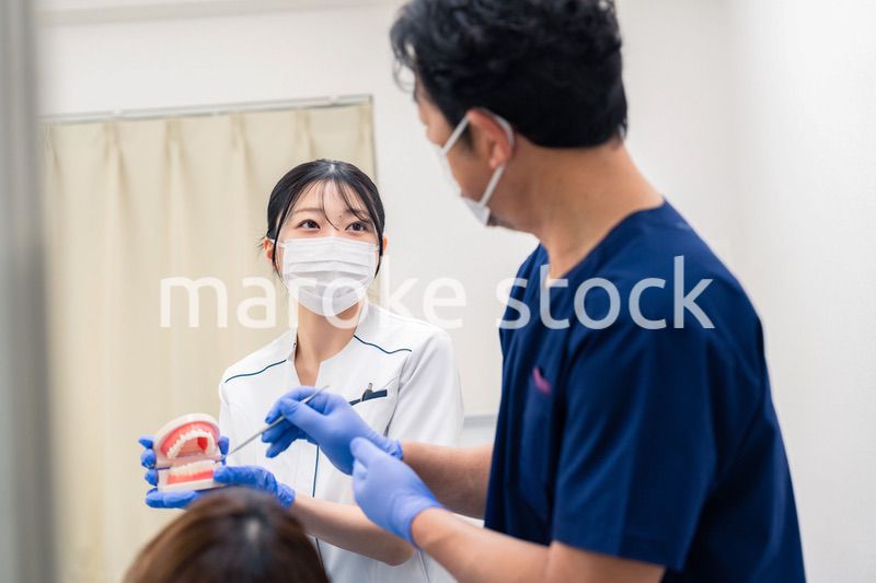 歯の模型を使って歯科治療の説明をする歯医者