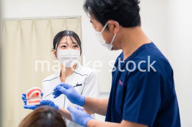 歯の模型を使って歯科治療の説明をする歯医者