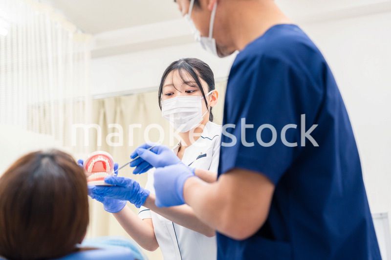 歯の模型を使って歯科治療の説明をする歯医者