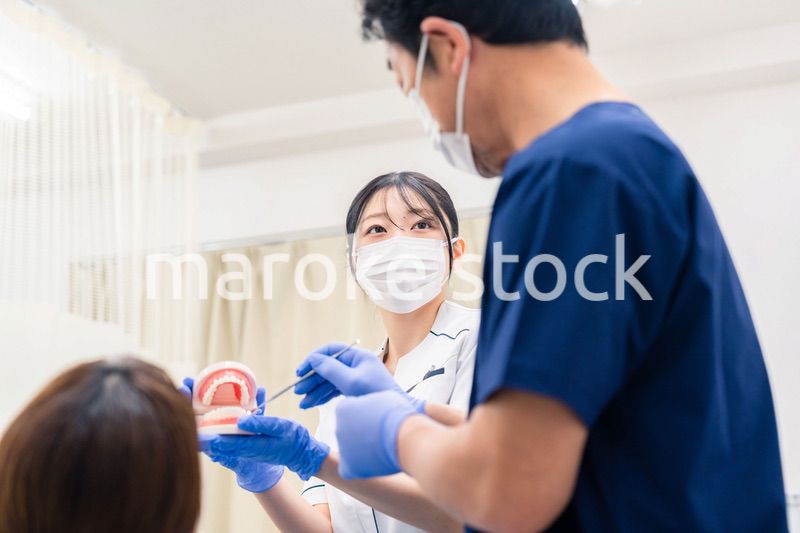 歯の模型を使って歯科治療の説明をする歯医者