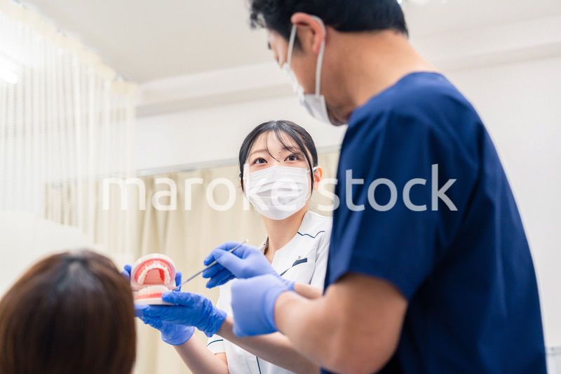 歯の模型を使って歯科治療の説明をする歯医者