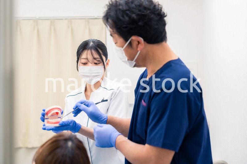 歯の模型を使って歯科治療の説明をする歯医者