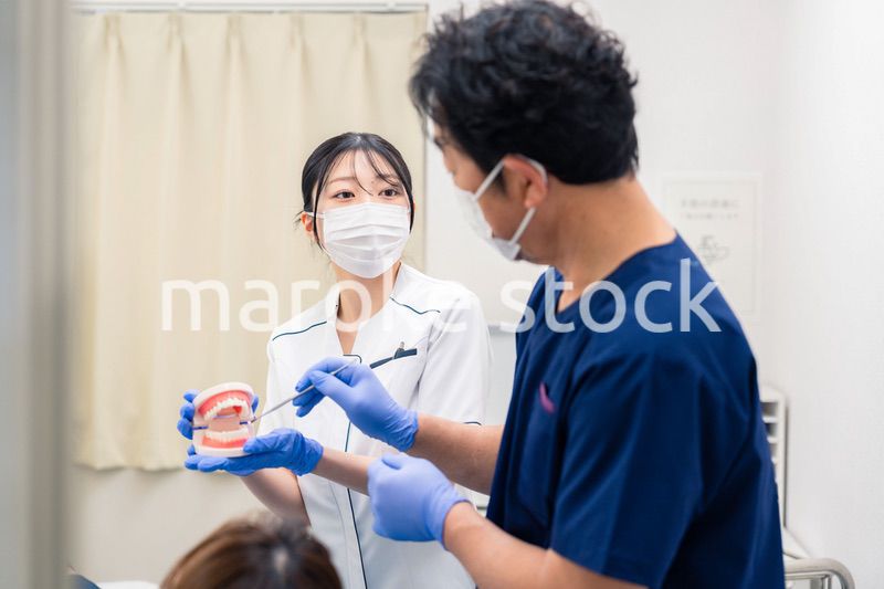 歯の模型を使って歯科治療の説明をする歯医者