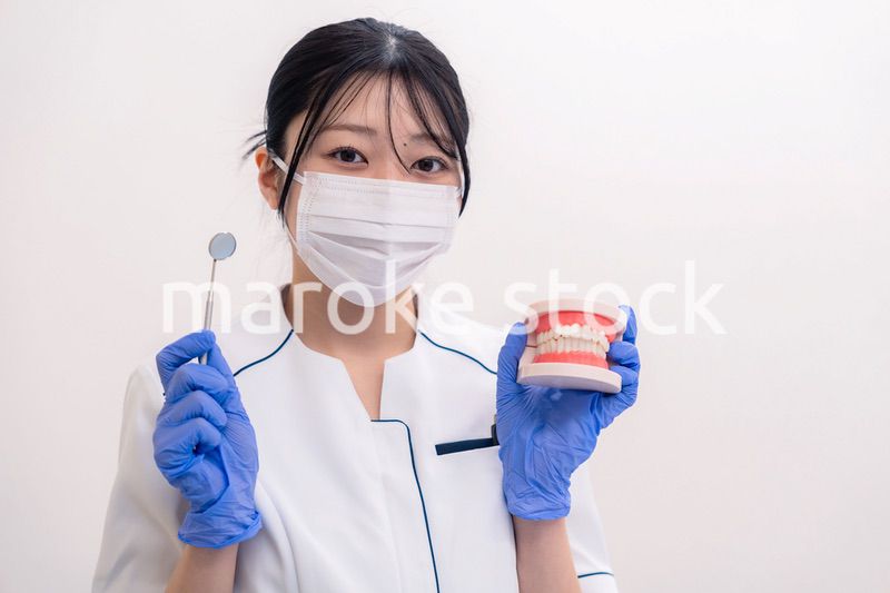 歯の模型を持つ歯科衛生士