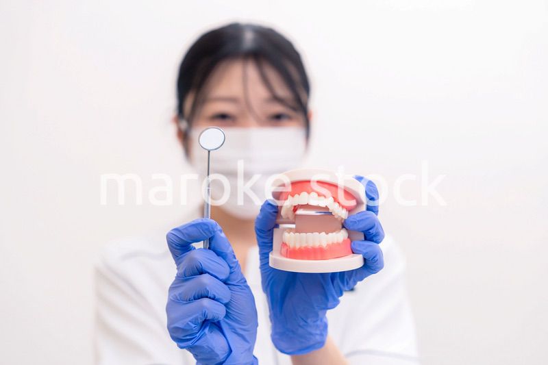 歯の模型を持つ歯科衛生士