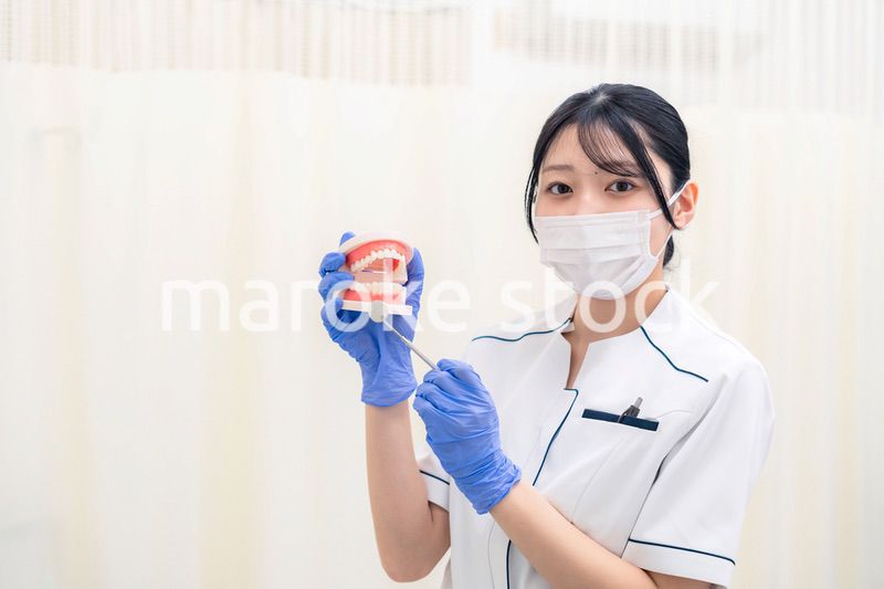 歯の模型を持つ歯科衛生士の女性