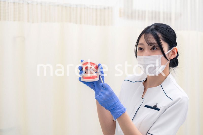 歯の模型を持つ歯科衛生士の女性