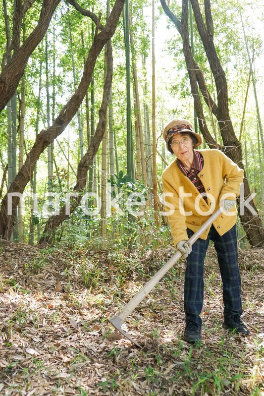 タケノコ刈りをする高齢の女性