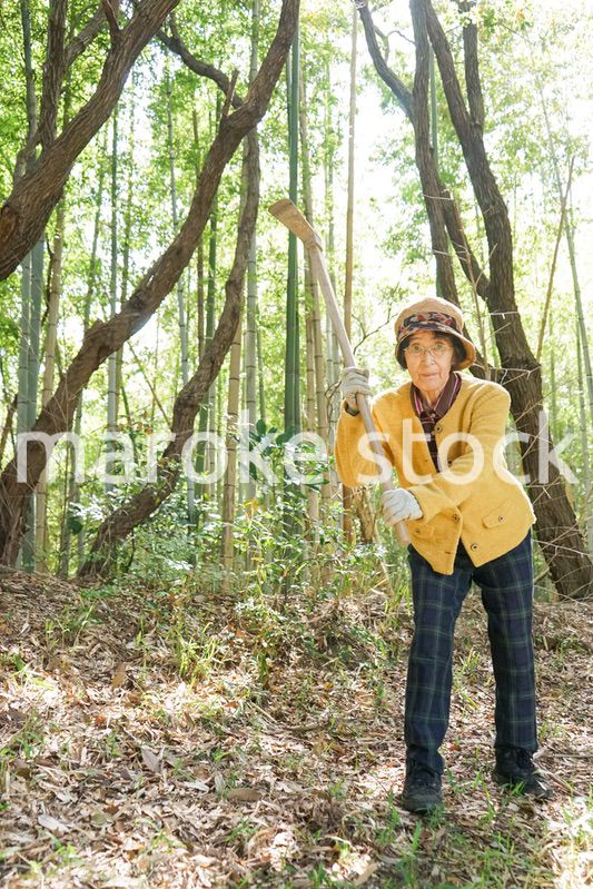 タケノコ刈りをする高齢の女性